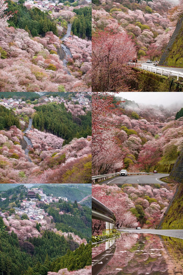 桜が炸裂！奈良・吉野山の春限定の夢の世界 | Trip.com 吉野町