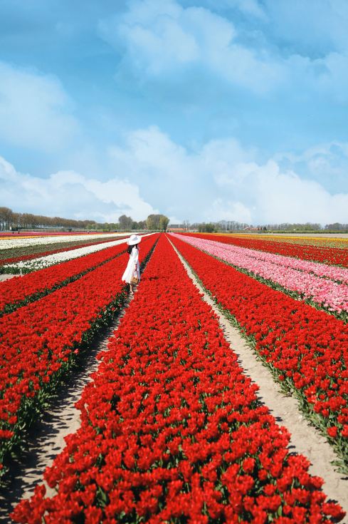 オランダのチューリップ花海の穴場旅行ガイドが登場！ | Trip.com リスセ
