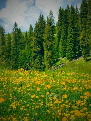 Who would have thought! The grassland actually hides a sea of flowers