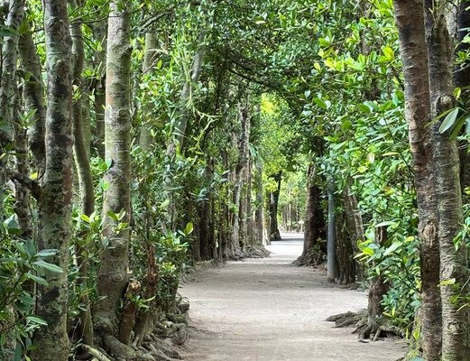 Beautiful Okinawa Scenic Spot: Bise Fukugi Tree Road | Trip.com Motobu