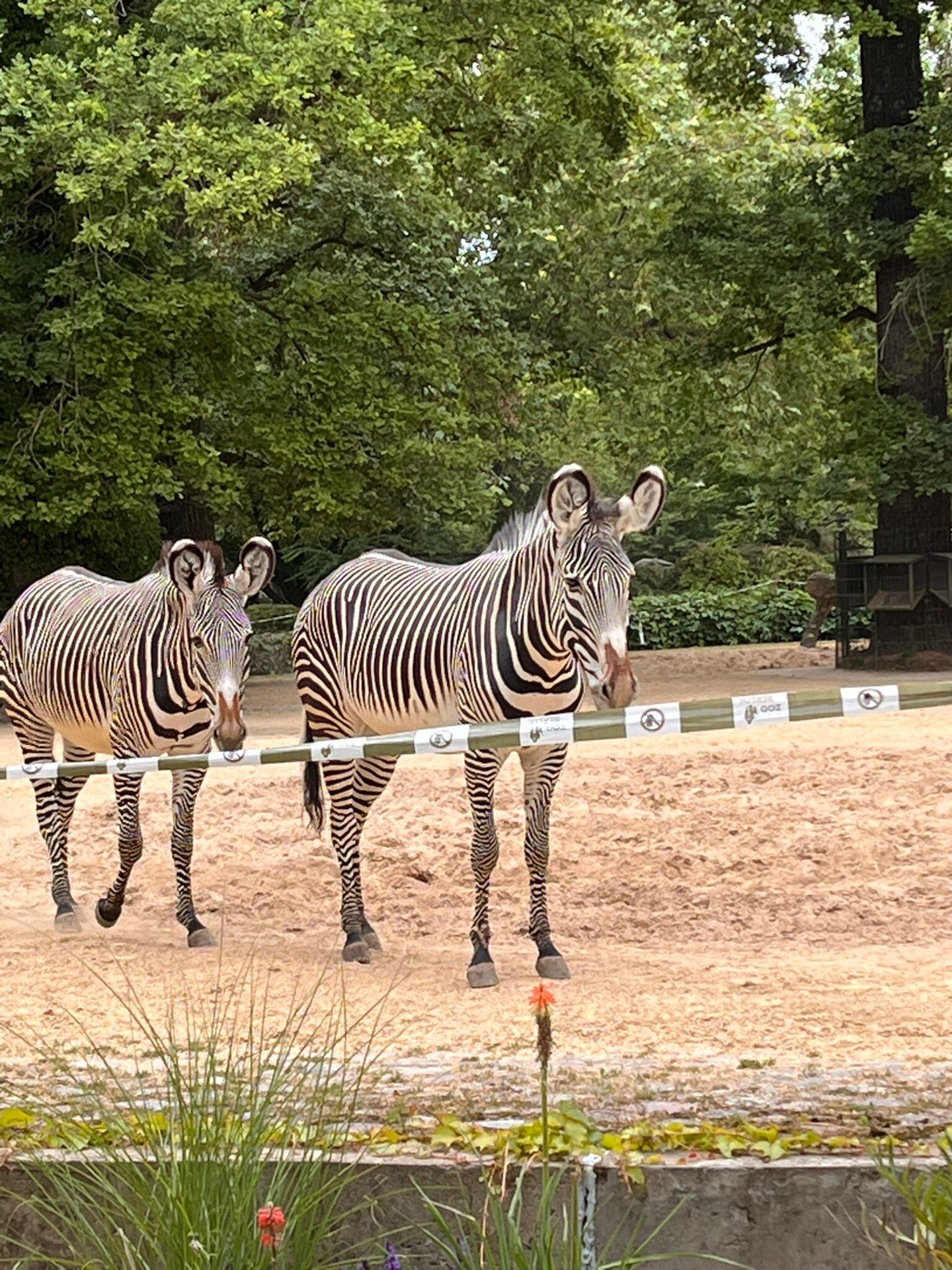 Exciting Zoo Safari Experience