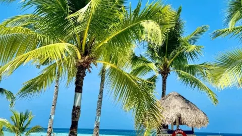 The coconut grove path is the best choice for a stroll 🌴 — traveler post in Anda