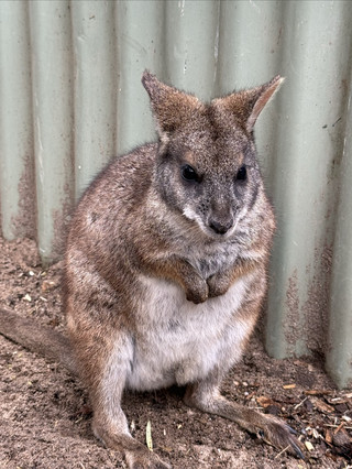 Featherdale Wildlife Park review