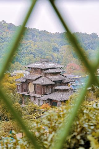 杭州に来たら、西湖周辺に群がるのはやめましょう！キンモクセイの花が満開の満月峰龍へ向かいましょう！