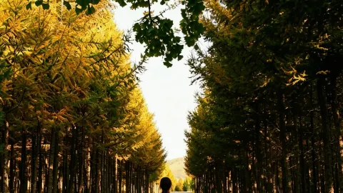 Looking for autumn foliage near Beijing? Head to Bashang for views that will leave you speechless! — traveler post in Bashang
