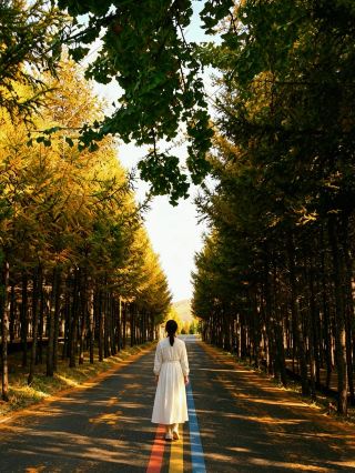 Looking for autumn foliage near Beijing? Head to Bashang for views that will leave you speechless!