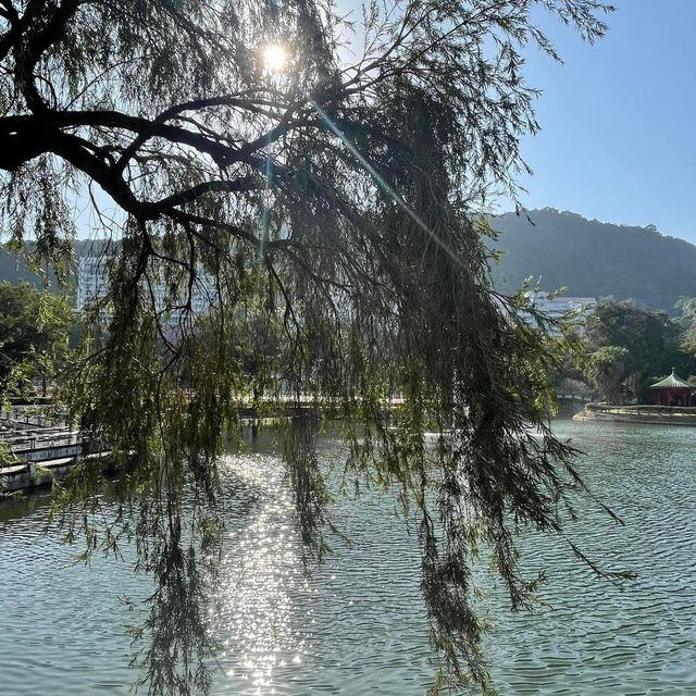 賞花季必到之中文大學‼️超令湖景