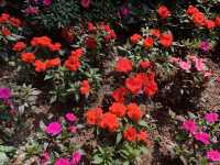 走進漂亮繡球花海 元朗公園