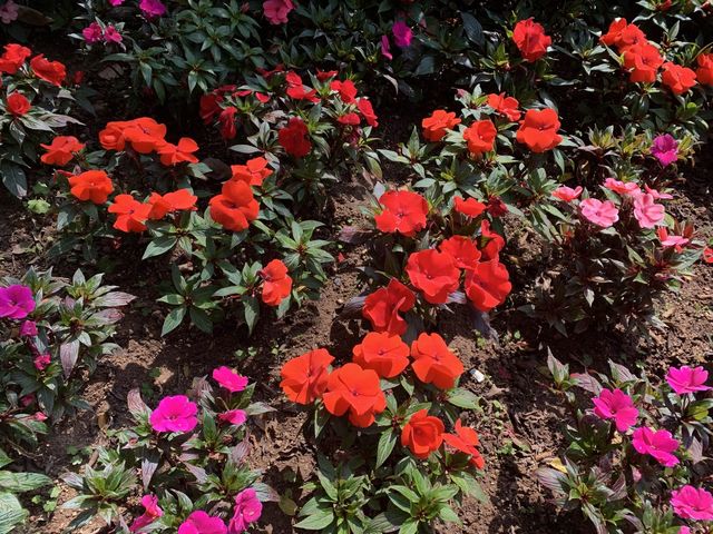 走進漂亮繡球花海 元朗公園