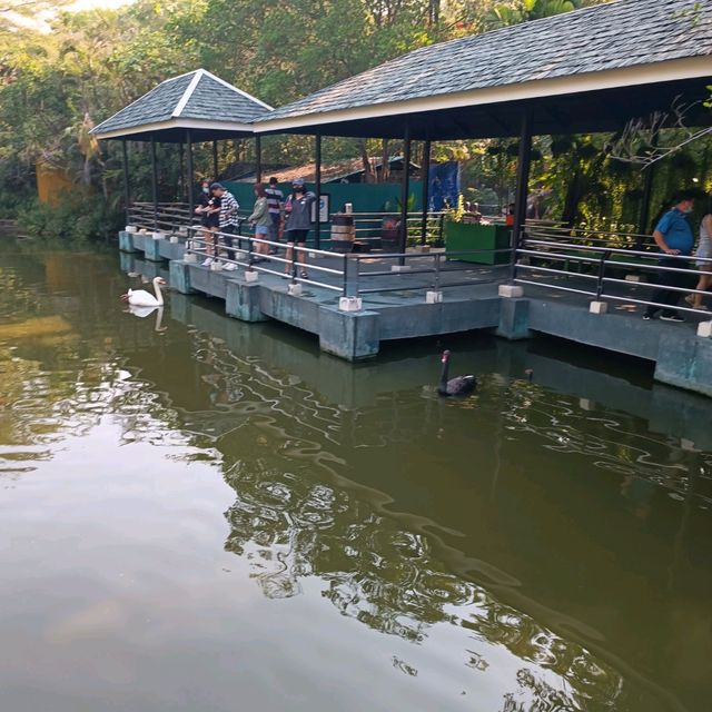 泰國最大野生動物園Safari world
