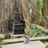 Monkey forest Ubud, Bali 🙈 