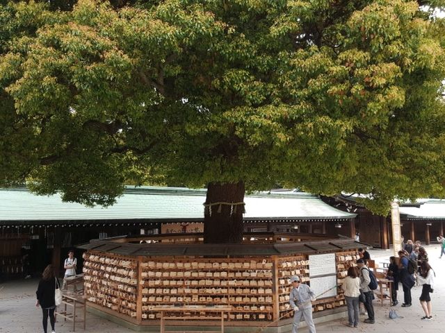 Meiji Shrine, calamity in the heart of Tokyo