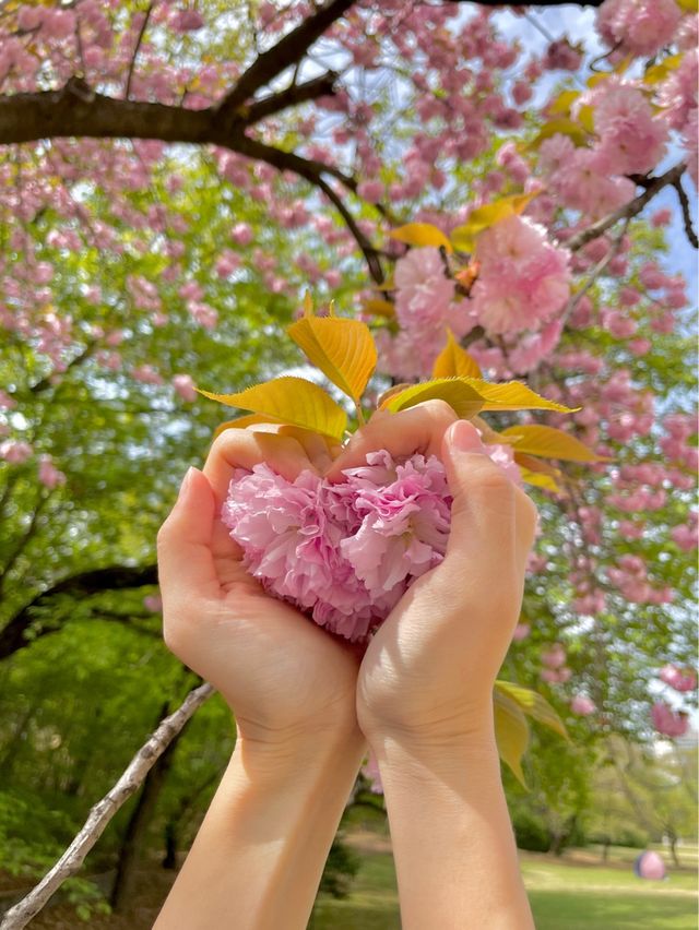지금 서울에서 가장 예쁜 겹벚꽃 피크닉 스팟🌸
