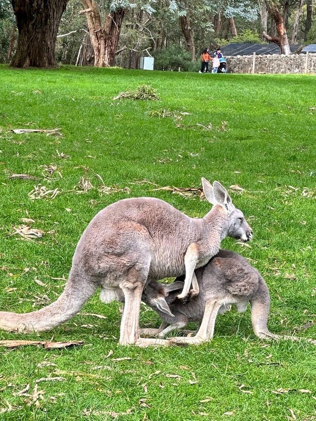 Solo trip to Cleland Wildlife Park. 