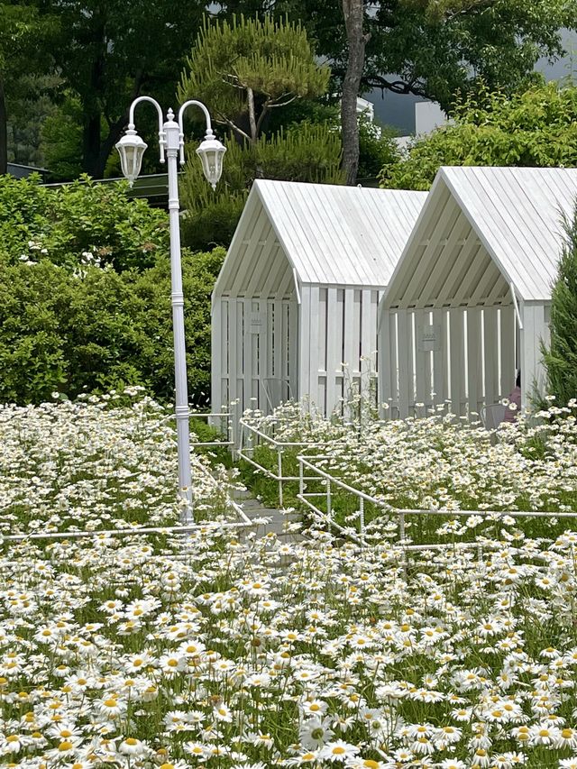 강화에 가면 꼭 들려야하는 🍳🌼 샤스타데이지꽃이 만발한 ‘마호가니’ 