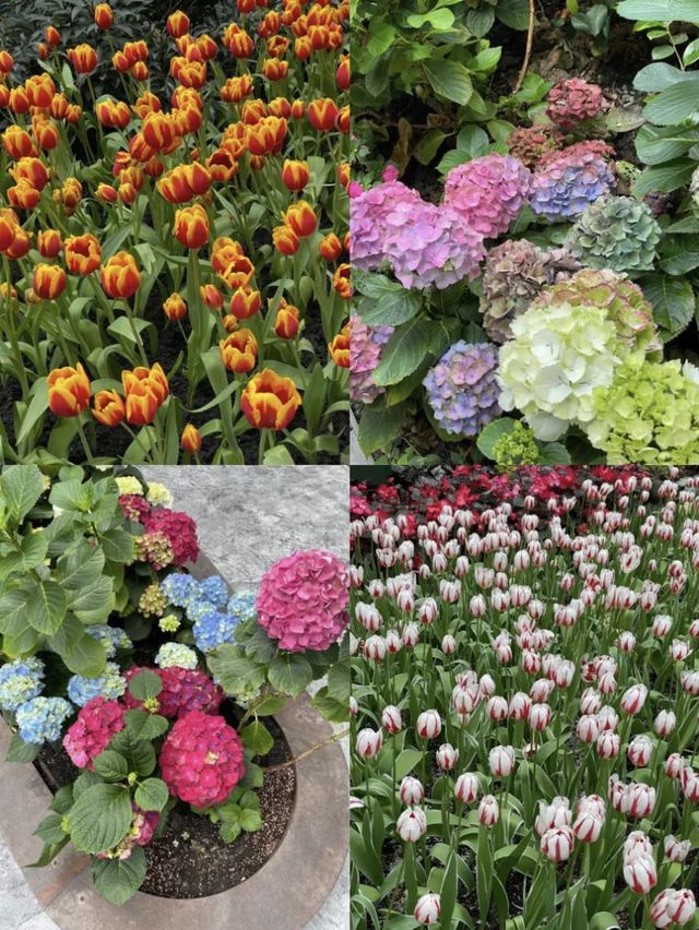 ทุ่งดอกทิวลิปที่ไม่ต้องไปไกลถึงสวิสแล้ววว 🌷🌸✨