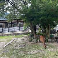 【世界遺産巡り】70年ぶりの大改修を終えた大鳥居を島内泊で堪能！
