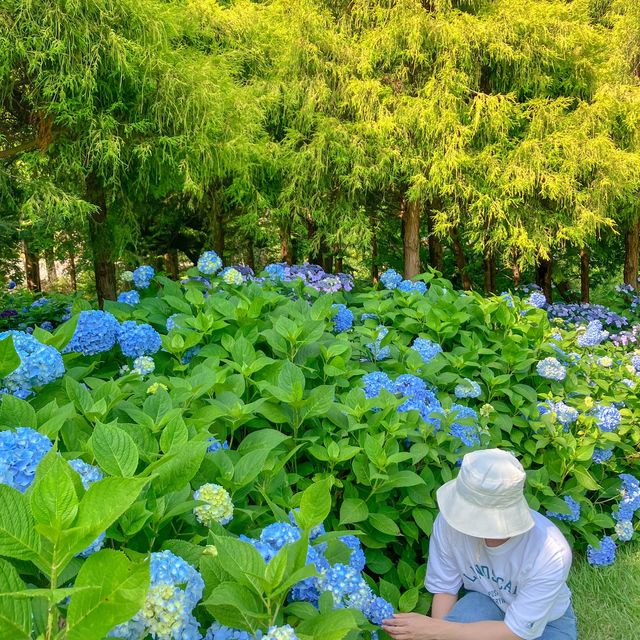 태안 수국 명소 청산수목원
