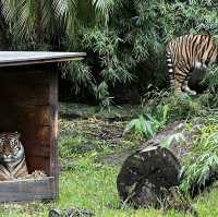 Beautiful Zoo in Sydney 