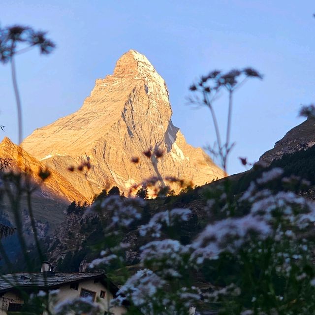 Golden Matterhorn แมทเทอร์ฮอลสีทอง 