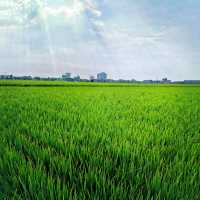 Beautiful paddy fields in Sekinchan! 🌾