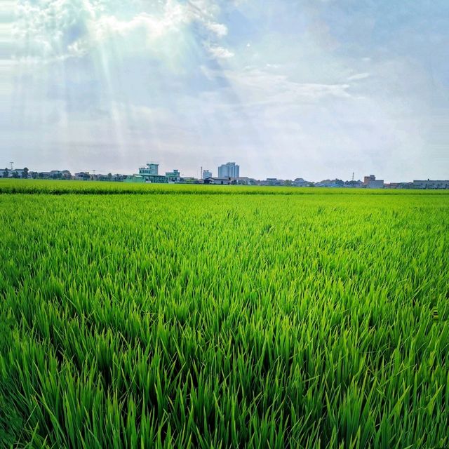 Beautiful paddy fields in Sekinchan! 🌾