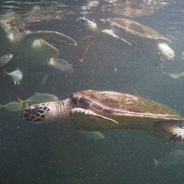 Rayong Aquarium, a great little stop.