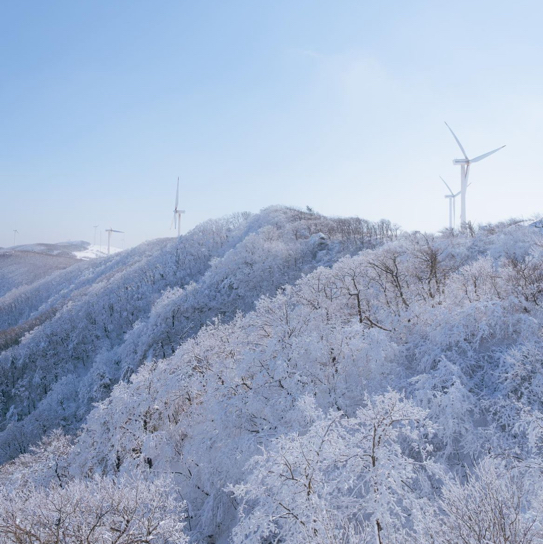 풍차와 함께 하얀눈밭이 가득한 삼양목장❄️