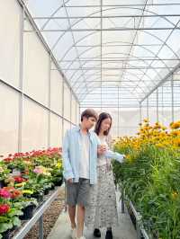 AGA Happy farm สวนดอกไม้แม่แตง เชียงใหม่
