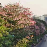 สวนจตุจักร