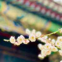 圓明園的玉蘭花