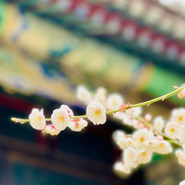 圓明園的玉蘭花