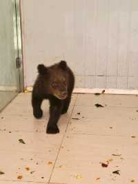 深圳動物園一天遊