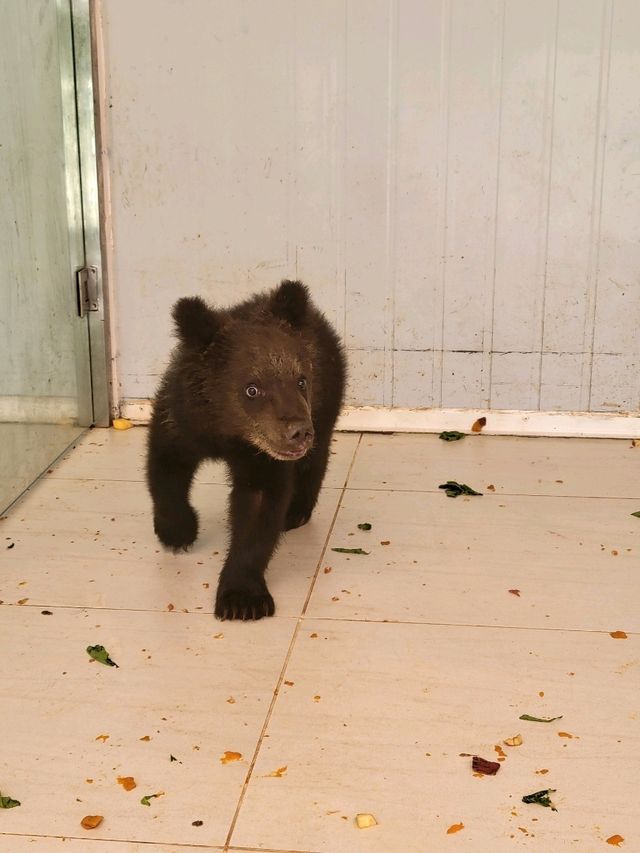 深圳動物園一天遊