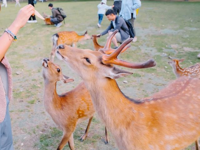 ❣️เที่ยว Nara Park : Todaiji temple วัดโทไดจิ