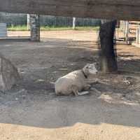 関西でおすすめの体験型動物園🐇🐅🐈🐕🦆