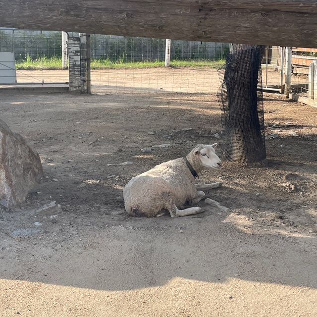 関西でおすすめの体験型動物園🐇🐅🐈🐕🦆