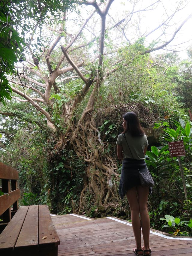 小琉球隱藏的原始森林🌳《山豬溝》
