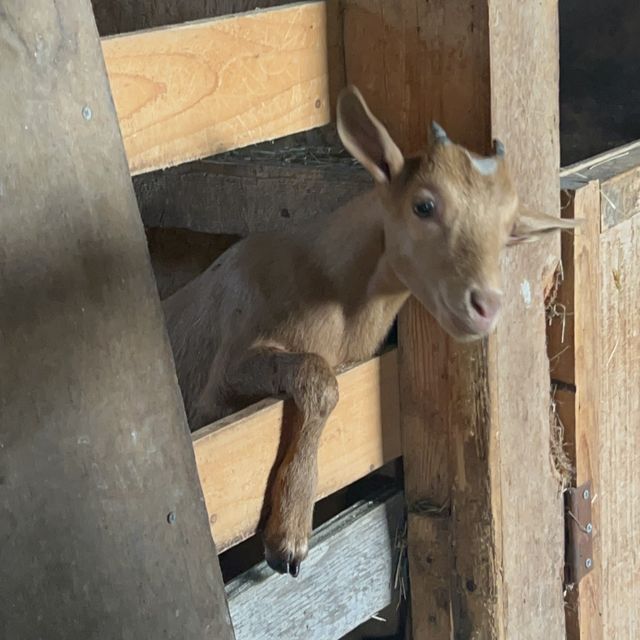 ファームズ千代田ふれあい牧場🐮