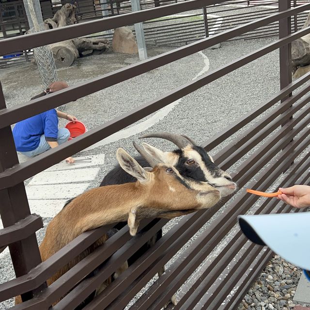 台灣宜蘭。親子農場玩樂
