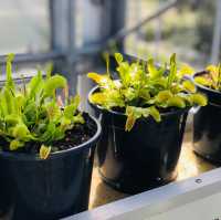 荷蘭🇳🇱 Hortus botanicus Leiden萊頓植物園🌵🪴室內篇