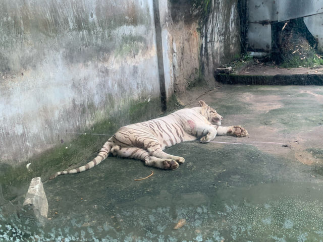 ベトナム　ベトナム観光　アジア最古のサイゴン動植物園で幻のトラを見てきた！
