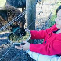 Kerriley Park Farmstay : Fun for kids!