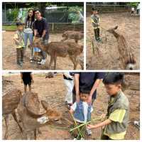 【 近距離觀賞大型野生動物。購票優惠攻略 】  