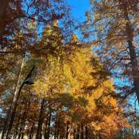 関東にもこんな美しい紅葉見れるぞ