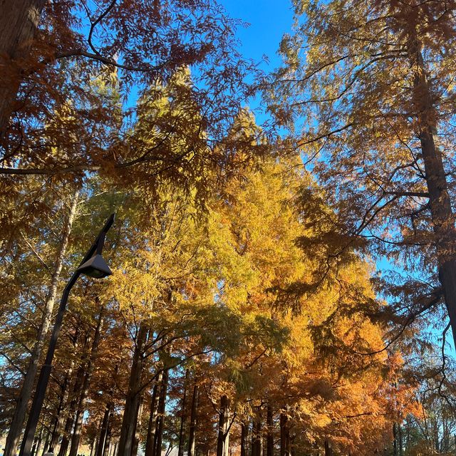 関東にもこんな美しい紅葉見れるぞ