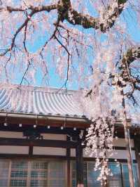 圓明寺の枝垂れ桜