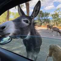Zoo Safari in Fasano, beautiful experience 
