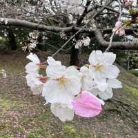 日本福岡🌸賞櫻