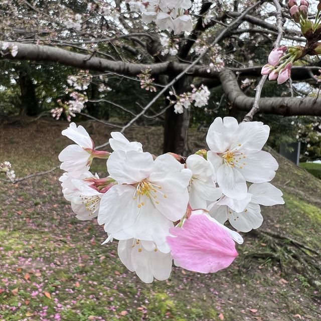 日本福岡🌸賞櫻